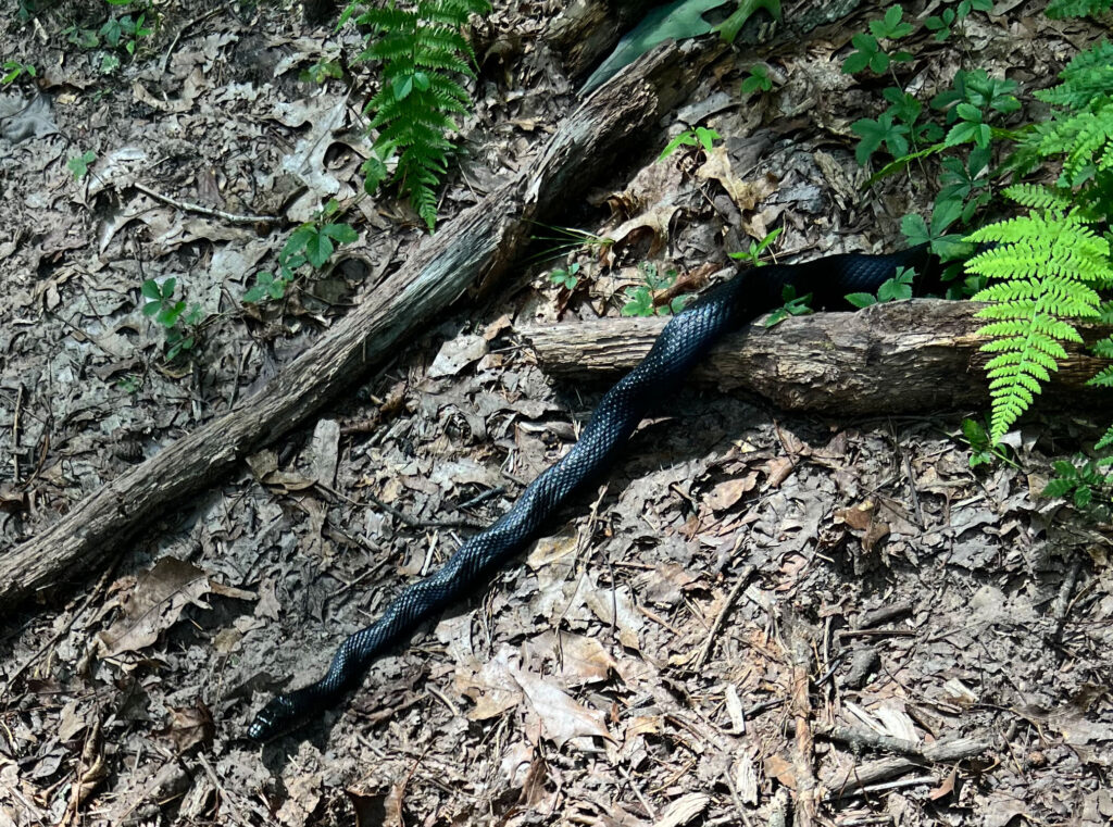 Black snake crossing the trail